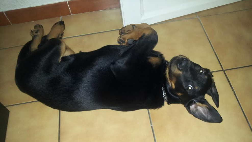 domainedelalicorne.fr Elevage de beauceron chiot beauceron pure race élevage du clos de la licorne elevage des gardiens de la licorne elevage beauceron noir et feu authentique gros gabarits élevage de Beauceron familial sérieux et qualité domainedelalicorne.fr suivi des chiots conseil d’éducation chiot propre bas rouge santé caractère spécialiste du beauceron noir et feu ou arlequin chien rustique berger de France  nos chiots sont élevés avec amour et attention notre passion au service de la qualité Beauceron de qualité et sportif domaine de la licorne 04380 BARRAS élevage en liberté éleveur berger de beauce élevage de beauceron de travail 